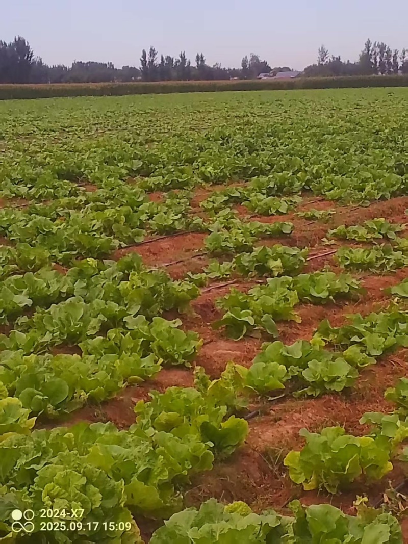 【热卖推荐】河北黄心白菜自产自销品质保障量大从优可视频