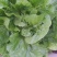 【热卖推荐】河北黄心白菜自产自销品质保障量大从优可视频