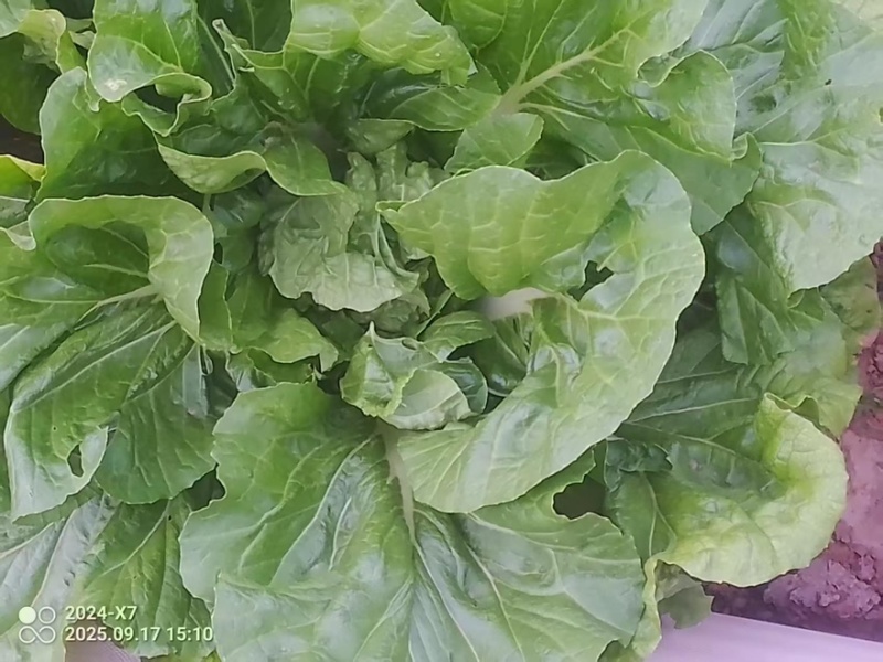 【热卖推荐】河北黄心白菜自产自销品质保障量大从优可视频