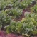 【热卖推荐】河北黄心白菜自产自销品质保障量大从优可视频