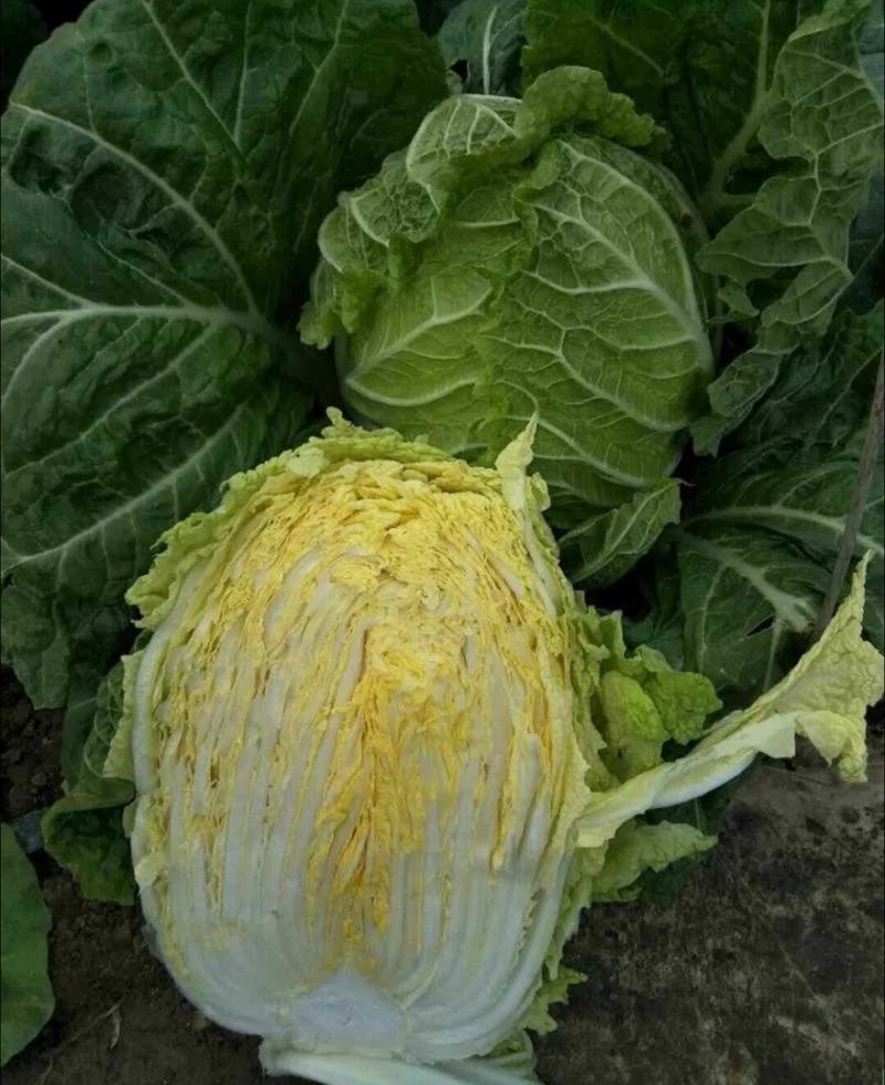【热卖推荐】河北黄心白菜自产自销品质保障量大从优可视频