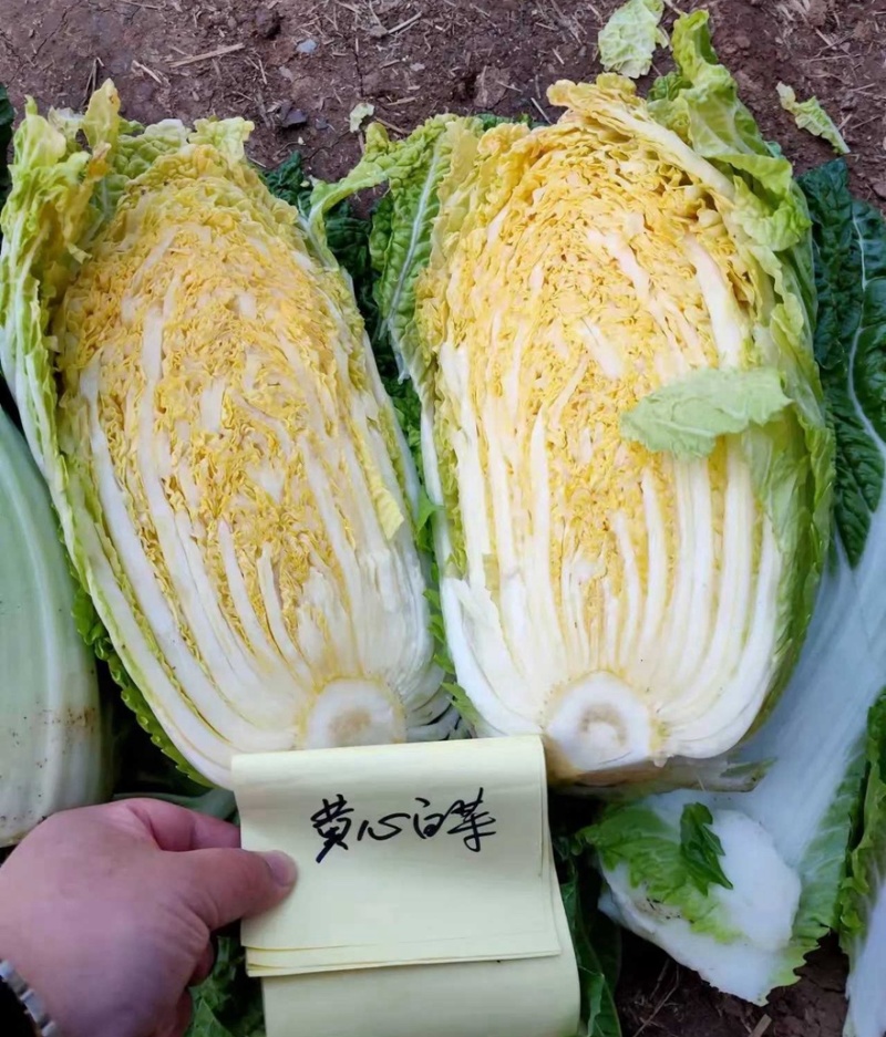 【热卖推荐】河北黄心白菜自产自销品质保障量大从优可视频