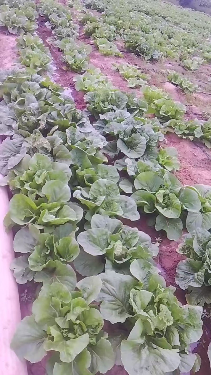 【热卖推荐】河北黄心白菜自产自销品质保障量大从优可视频