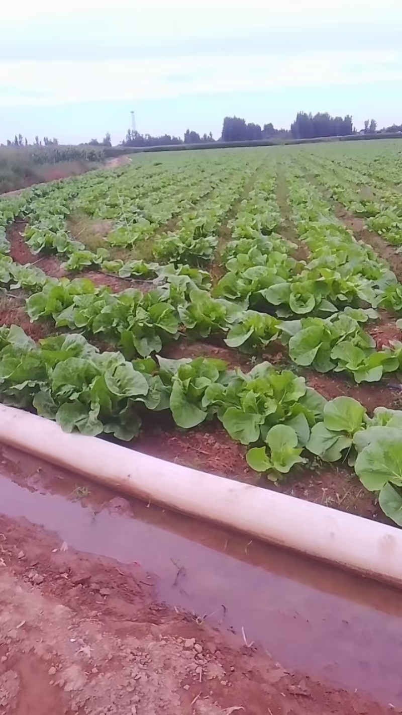 【热卖推荐】河北黄心白菜自产自销品质保障量大从优可视频
