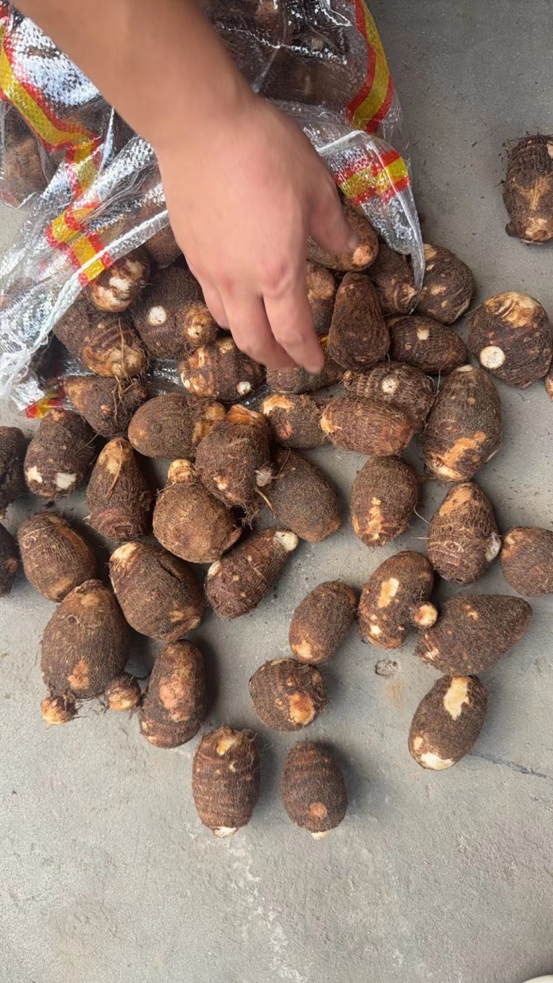 《豆包芋头》山东基地直发对接商超团购供应链电商一条龙