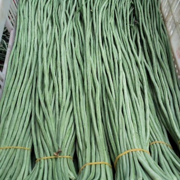 精品长豆角