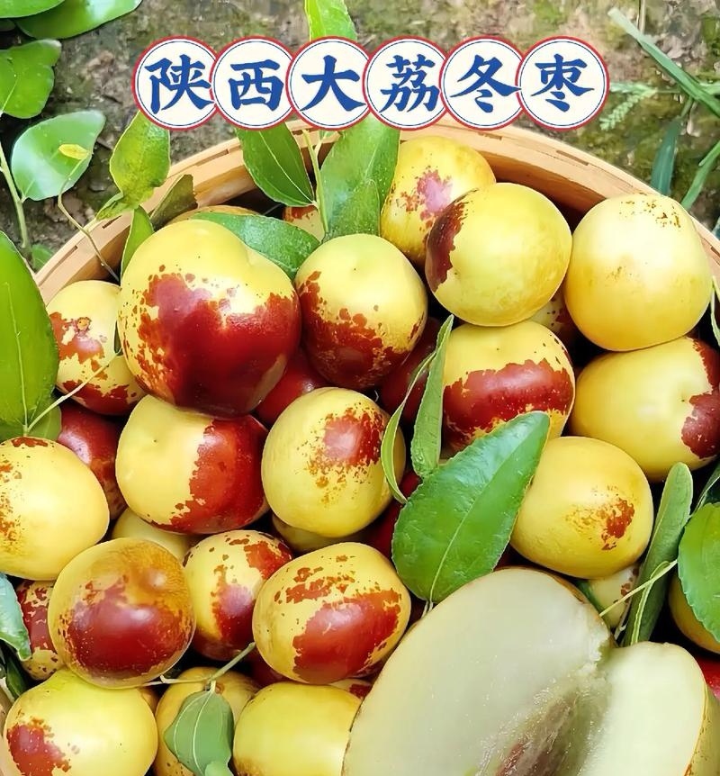 陕西大荔冬枣/5斤装/65元包邮发货/产地现摘现发