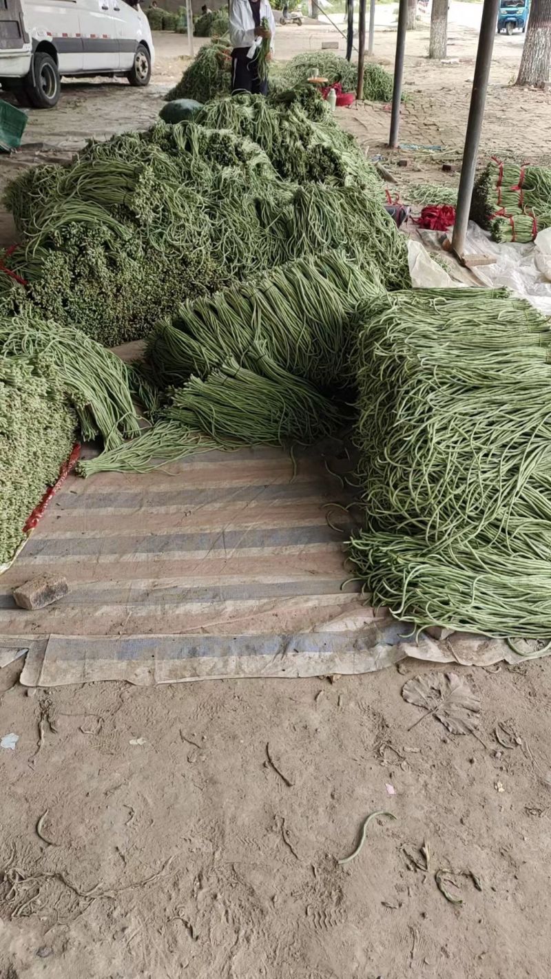 精品长豆角