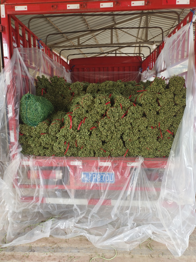 精品长豆角