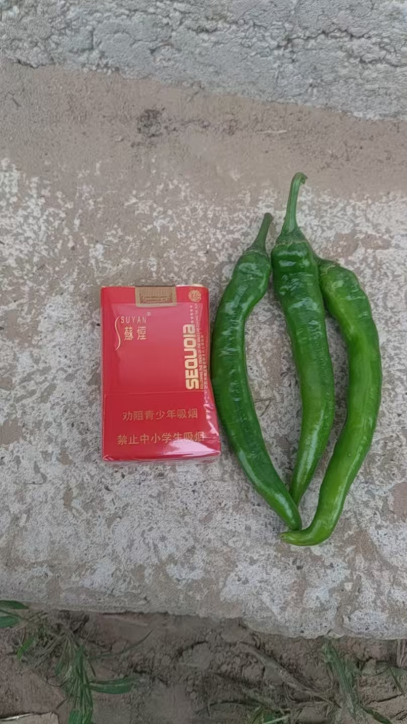 山东德州青辣椒大量上市产地直发量大欢迎来电
