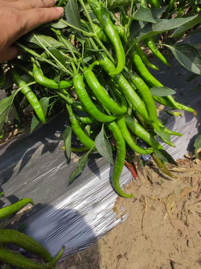 山东德州青辣椒大量上市产地直发量大欢迎来电