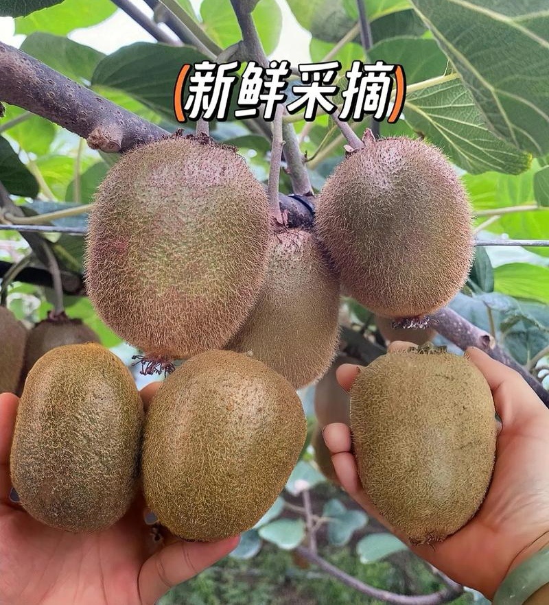 陕西徐香猕猴桃/10斤装80元包邮发货，新鲜现摘现发