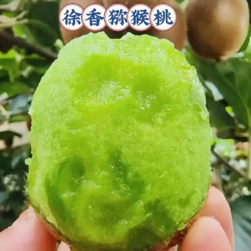 陕西徐香猕猴桃/10斤装/80元包邮发货/新鲜现摘