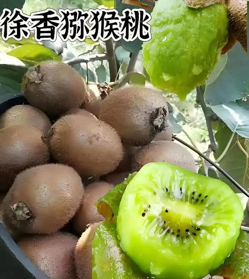 陕西徐香猕猴桃/10斤装/80元包邮发货/新鲜现摘