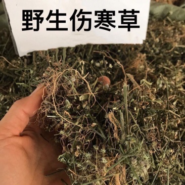 伤寒草天然野生潮汕消山虎夜香牛小气菜中草药材新鲜