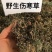 伤寒草天然野生潮汕消山虎夜香牛小气菜中草药材新鲜