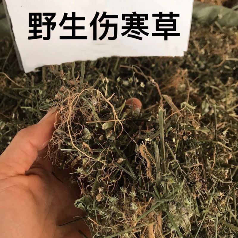 伤寒草天然野生潮汕消山虎夜香牛小气菜中草药材新鲜