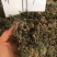 伤寒草天然野生潮汕消山虎夜香牛小气菜中草药材新鲜