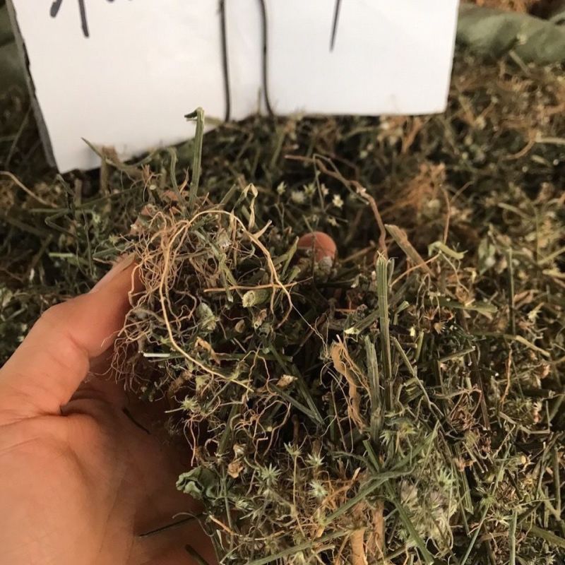 伤寒草天然野生潮汕消山虎夜香牛小气菜中草药材新鲜