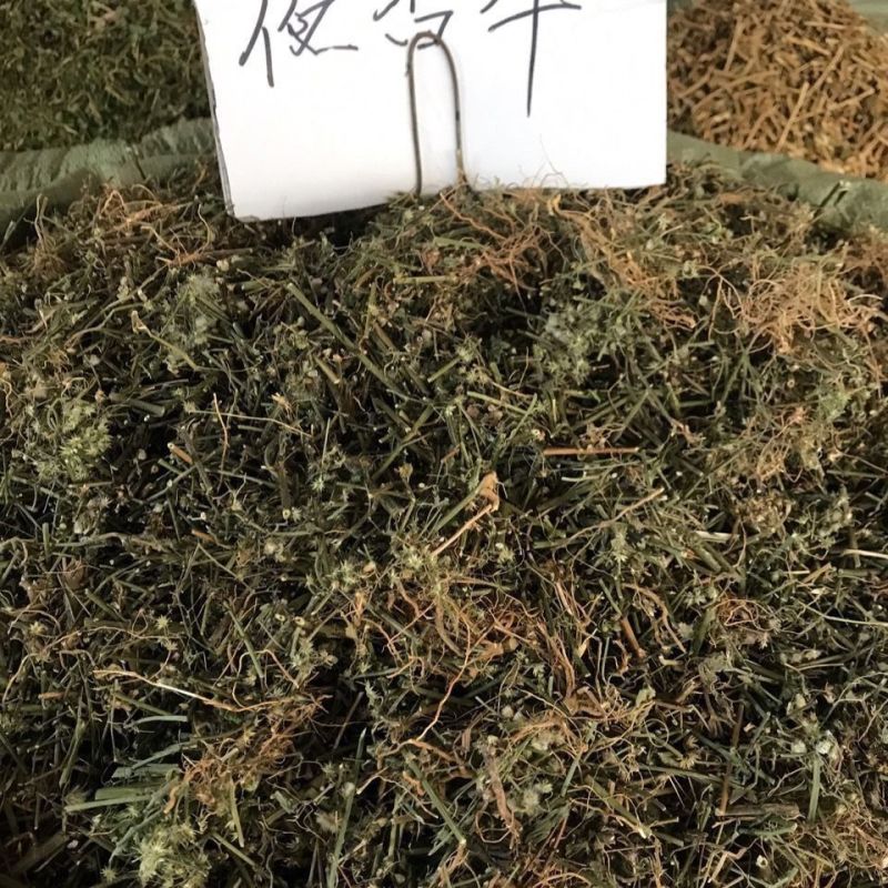 伤寒草天然野生潮汕消山虎夜香牛小气菜中草药材新鲜