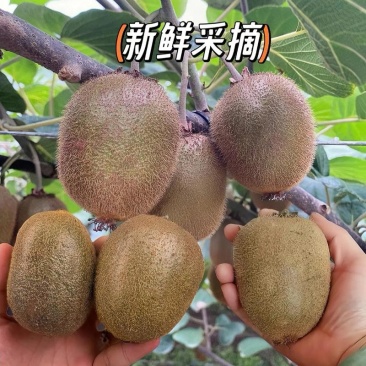 徐香猕猴桃/原产地现摘现发/10斤/80元包邮发货