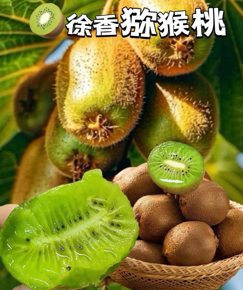 徐香猕猴桃/原产地现摘现发/10斤/80元包邮发货