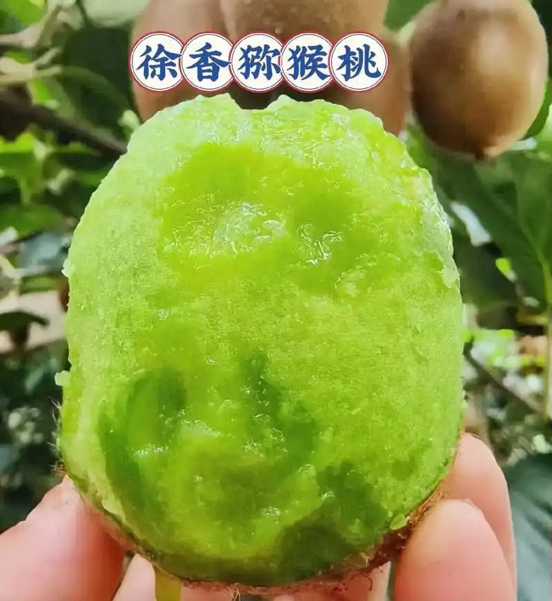 徐香猕猴桃/原产地现摘现发/10斤/80元包邮发货
