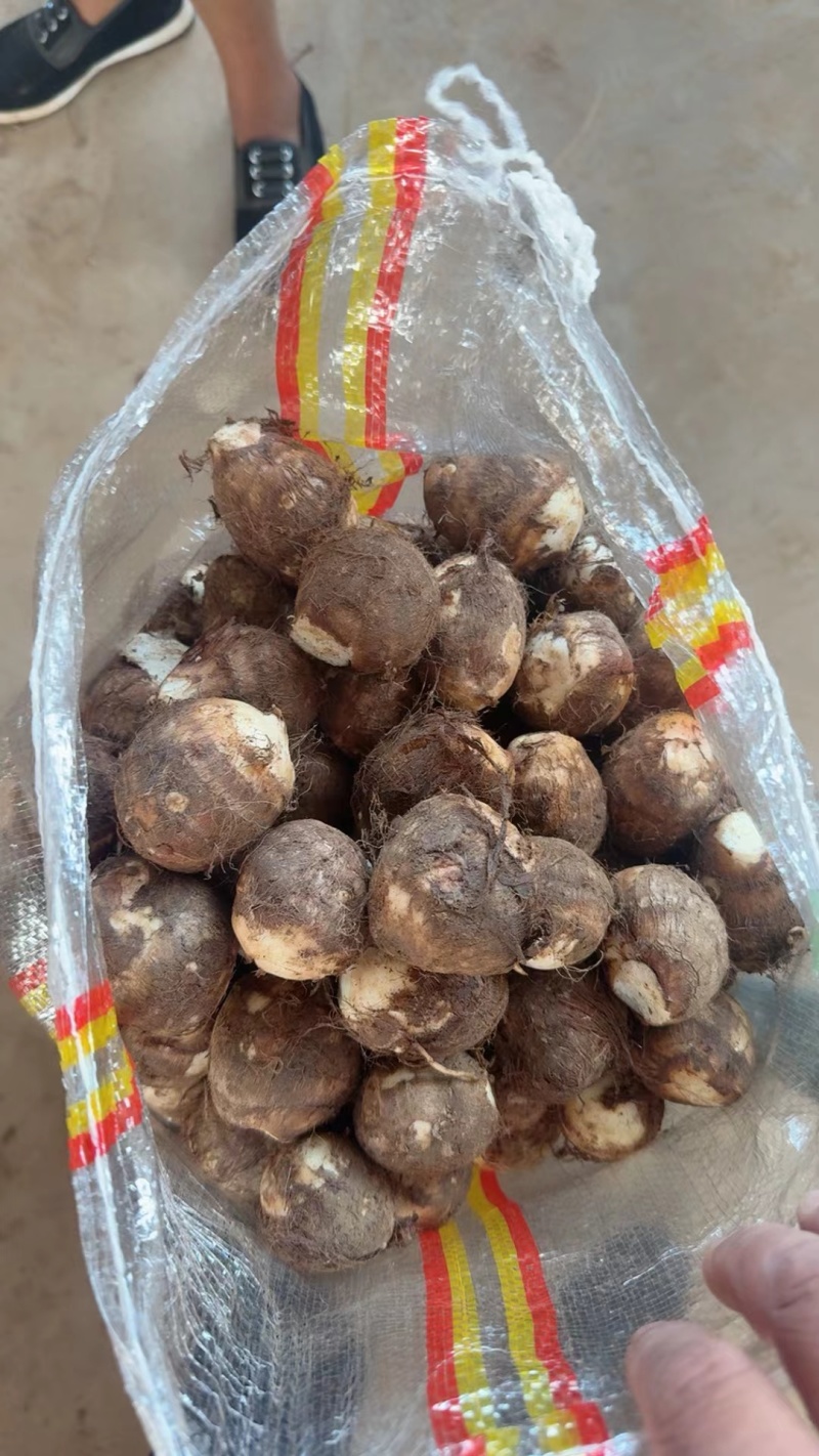 《畅销》豆包芋头山东基地直发对接全国量大从优一条龙服务