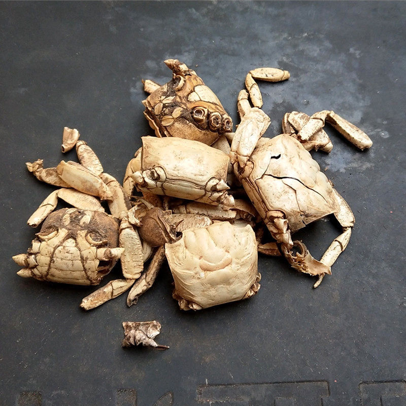 正品中药材螃蟹壳保质方海保量产地直发欢螃蟹甲