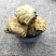 正品中药材螃蟹壳保质方海保量产地直发欢螃蟹甲
