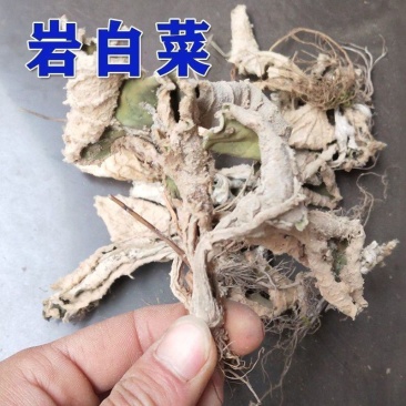 岩白菜中药材野生大叶岩壁菜石红岩七多岩白菜野生大叶岩石白
