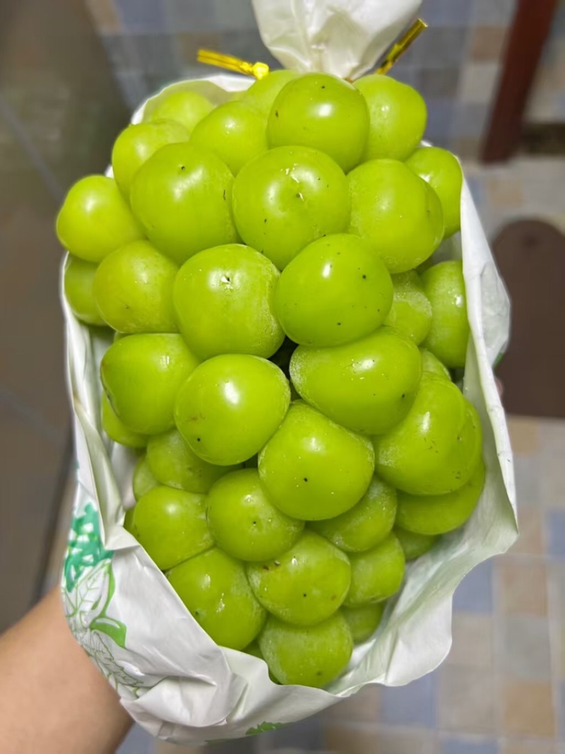 长期采购阳光玫瑰葡萄欢迎各位老板联系诚信经营品质保障