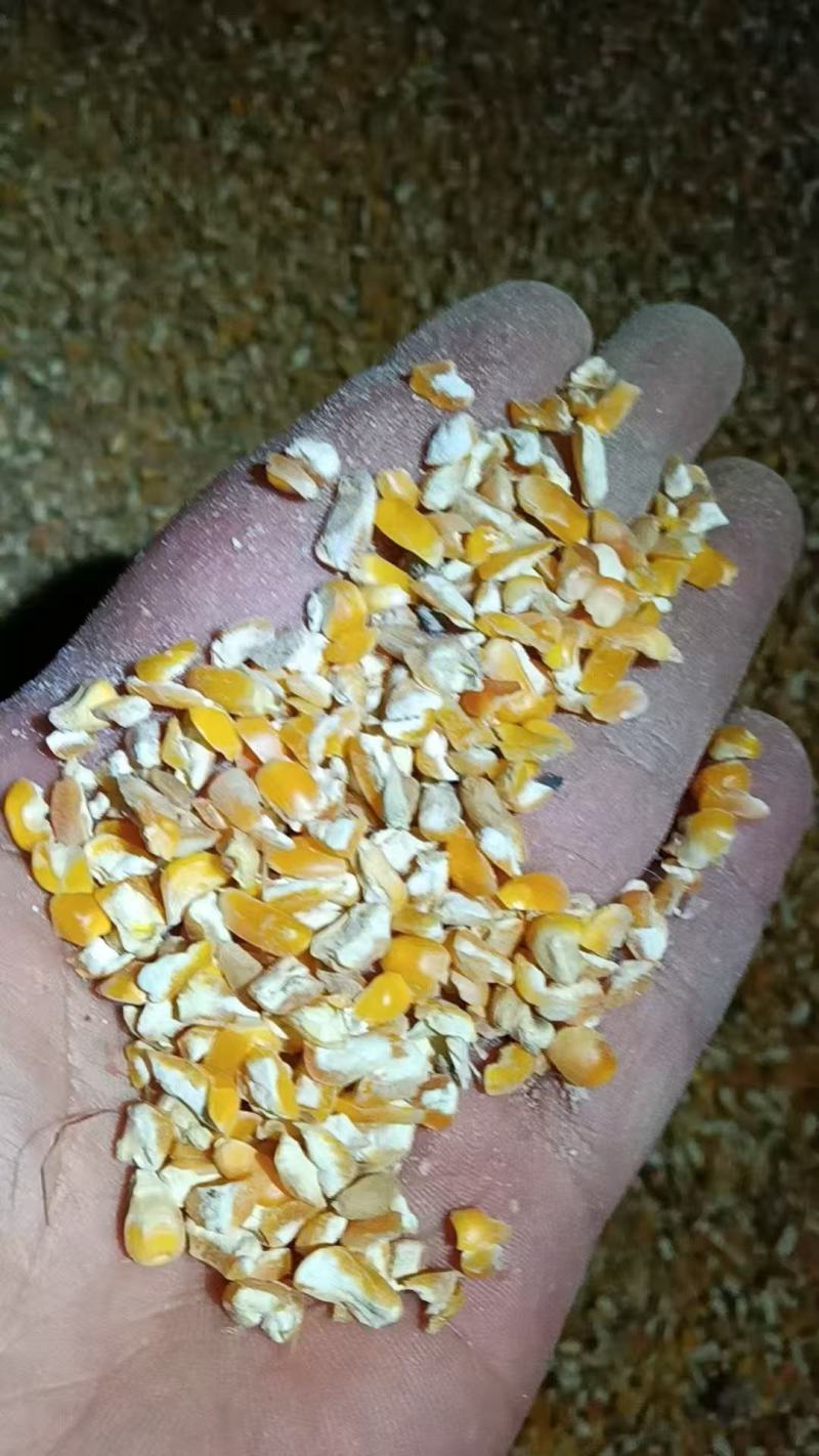 碎玉米东北玉米黄玉米净粮碎玉米