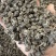 精品水洗两遍猫爪草颗粒