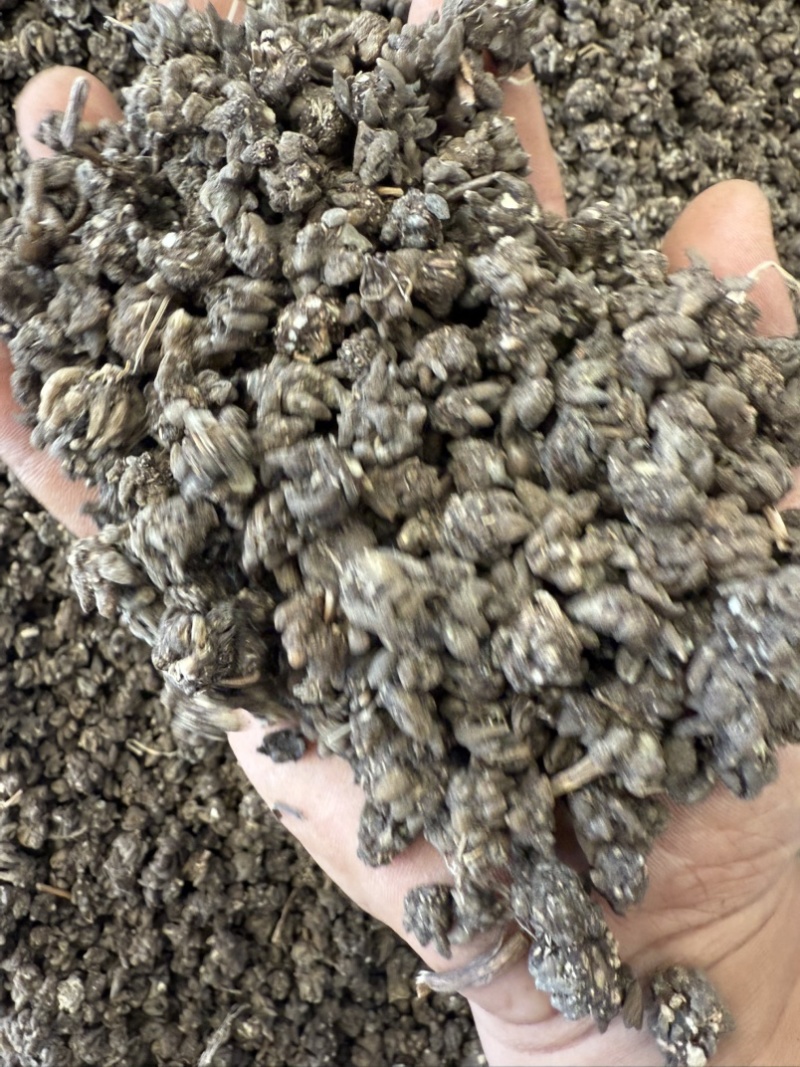精品水洗两遍猫爪草颗粒