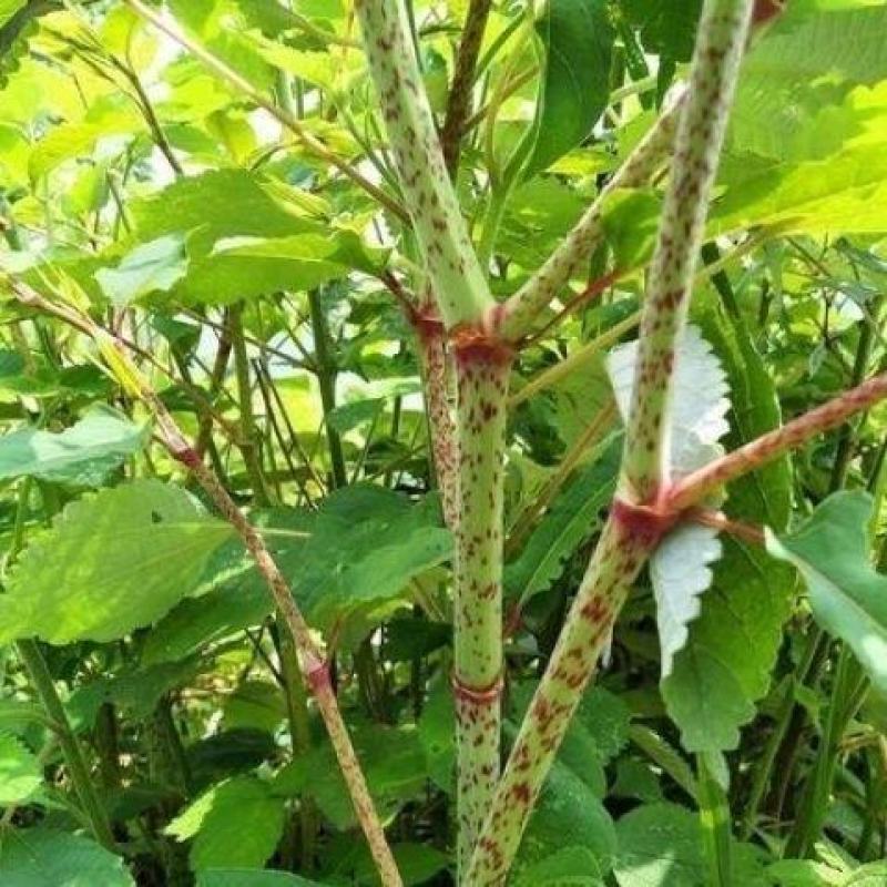 野生现挖虎杖根新鲜发货虎杖根酸筒斑杖根大个状虎杖根包邮