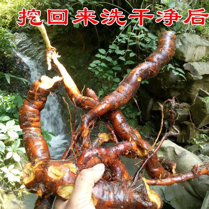 野生现挖虎杖根新鲜发货虎杖根酸筒斑杖根大个状虎杖根包邮