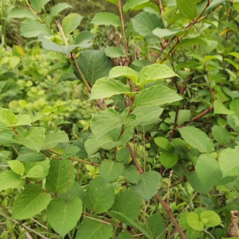 野生现挖虎杖根新鲜发货虎杖根酸筒斑杖根大个状虎杖根包邮
