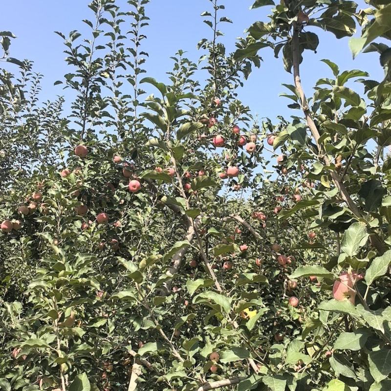 阿克苏苹果，脆爽多汁，产地直销，欢迎各位随时咨询