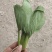 聊城精品小油菜上海青承接市场批发商超食品厂
