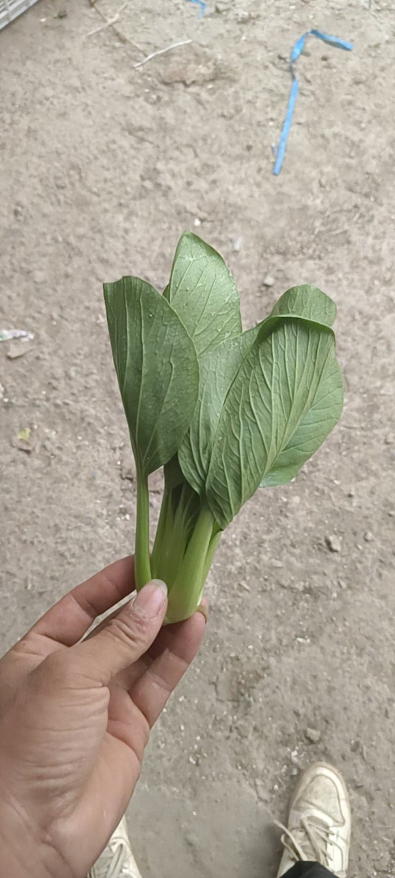 聊城精品小油菜上海青承接市场批发商超食品厂