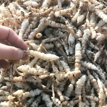 螺丝菜