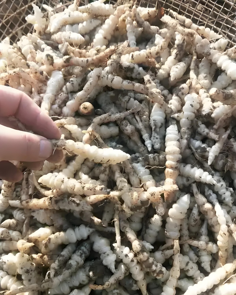螺丝菜