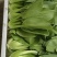 聊城精品小油菜上海青承接市场批发商超食品厂