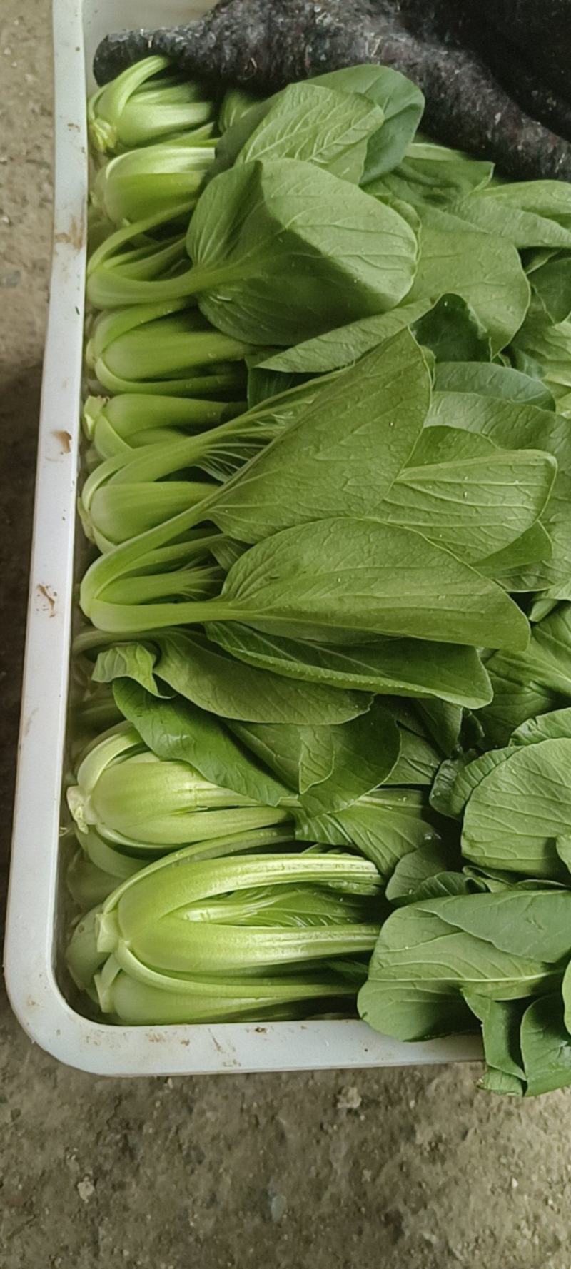 聊城精品小油菜上海青承接市场批发商超食品厂