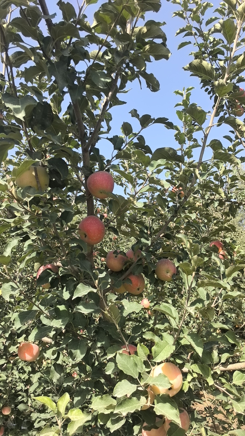 阿克苏苹果，脆爽多汁，产地直销，欢迎各位随时咨询