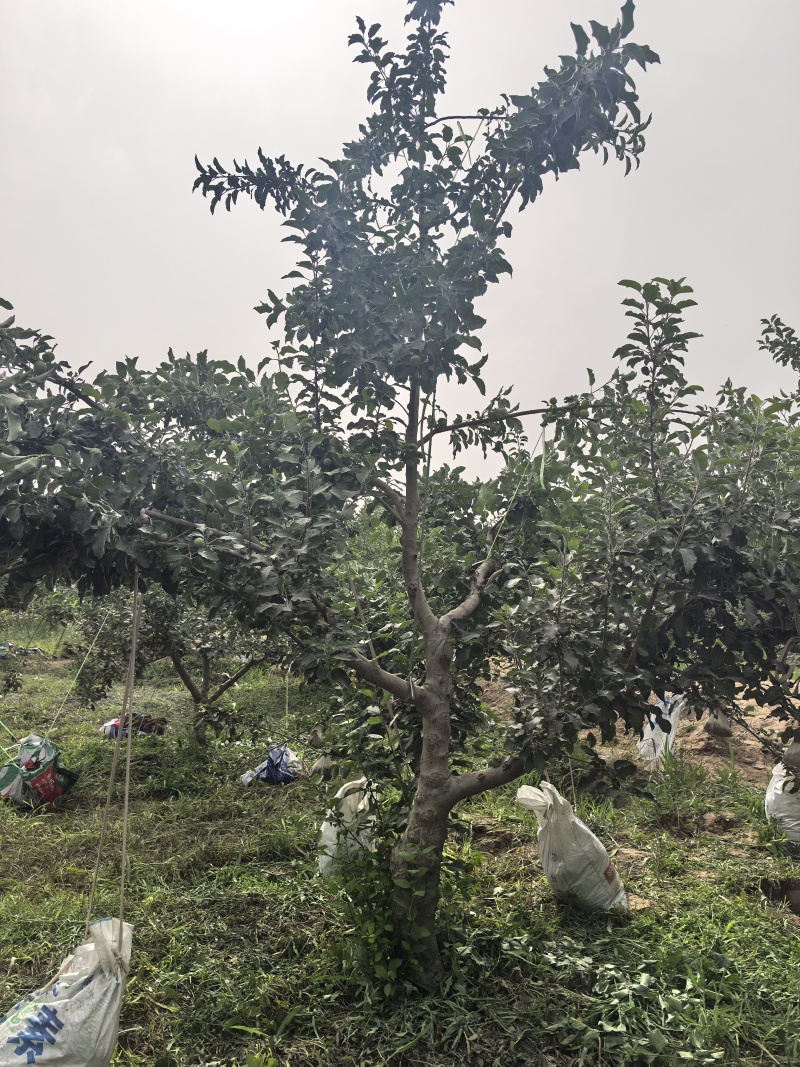 阿克苏苹果，脆爽多汁，产地直销，欢迎各位随时咨询