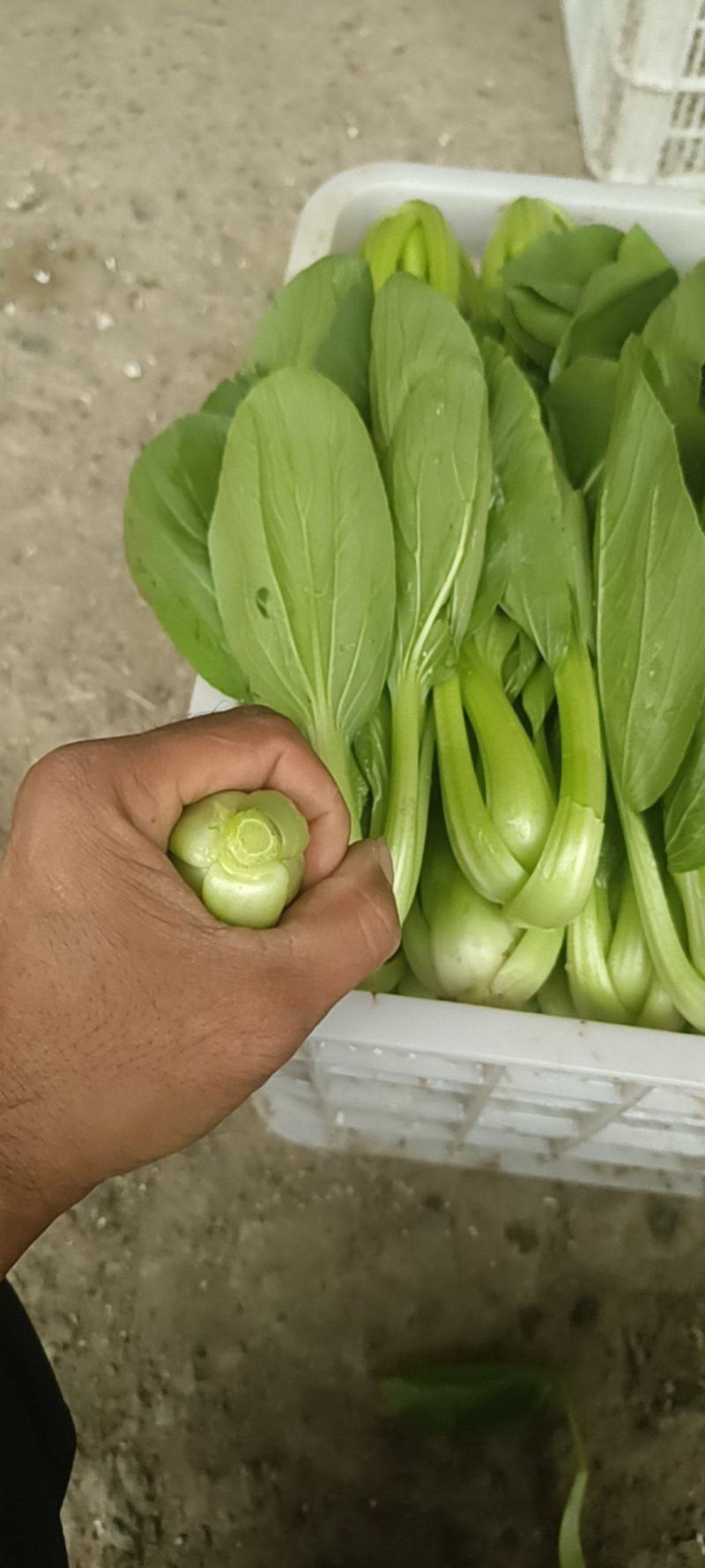 聊城精品小油菜上海青承接市场批发商超食品厂
