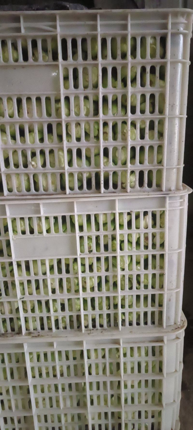 聊城精品小油菜上海青承接市场批发商超食品厂