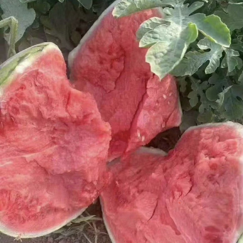产地直发河南无籽美都，大量上市对接全国保质保量